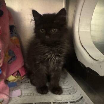 Rocky Blue -  Domestic Medium Hair Cat for Adoption in Pekin, Illinois - Rocky Blue | PetCurious