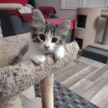 Domestic Medium Hair Cats Available for Adoption in Hemet, California - Leavon | PetCurious