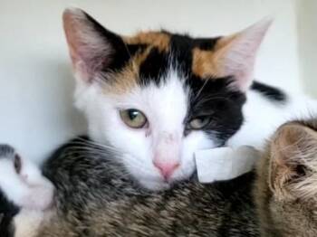 Fawn -  Domestic Short Hair Cat for Adoption - Fawn | PetCurious