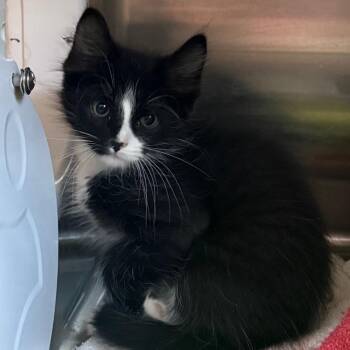 Shadie -  Domestic Medium Hair Cat for Adoption in Cedaredge, Colorado - Shadie | PetCurious