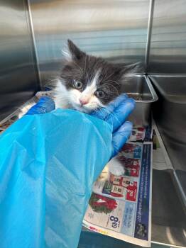 River -  Domestic Short Hair Cat Available for Adoption in Waverly, New York - River | PetCurious