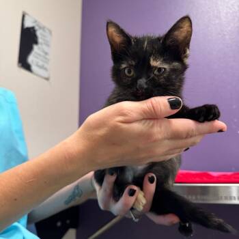 Ava -  Domestic Short Hair Cat for Adoption in Englewood, Florida - Ava | PetCurious
