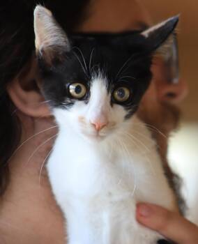 Domestic Short Hair Cats Available for Adoption - Cider | PetCurious