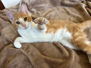 Rescue Domestic Short Hair Cats for Adoption in Calverton, Maryland - Goldie | PetCurious