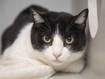 Domestic Short Hair Cats Available for Adoption in Phoenix, Arizona - OREO | PetCurious
