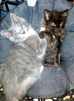 Chip & Charlie -  Domestic Medium Hair Cat for Adoption in The Dalles, Oregon - Chip & Charlie | PetCurious