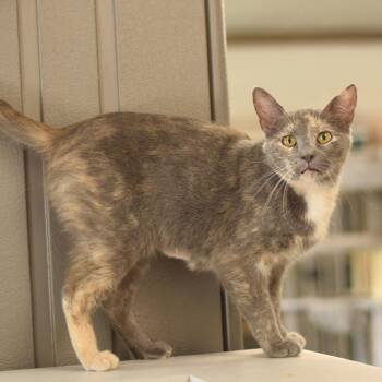 Belle -  Domestic Short Hair Cat for Adoption in Belleville, Illinois - Belle | PetCurious