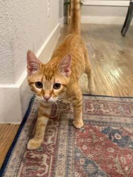 Rescue Domestic Short Hair Cats for Adoption in Dallas, Texas - Fanta | PetCurious