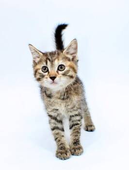 Domestic Short Hair Cats Available for Adoption in Morton Grove, Illinois - Vega | PetCurious