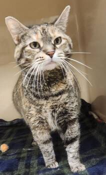 Domestic Short Hair Cats Available for Adoption in Clayton, New Jersey - Sammi | PetCurious