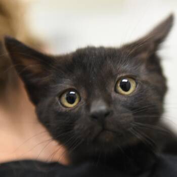 Nori (black collar) -  Domestic Short Hair Cat for Adoption in Redwood City, California - Nori (black Collar) | PetCurious