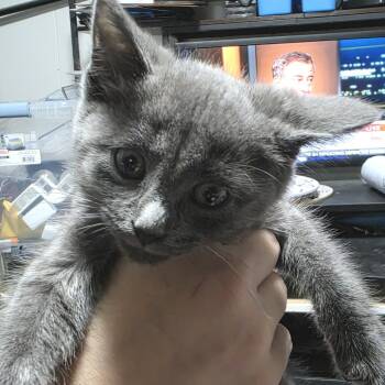 Sunny Day -  Domestic Short Hair Cat for Adoption in Sioux Falls, South Dakota - Sunny Day | PetCurious