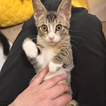 Bella -  Domestic Short Hair Cat for Adoption in Liverpool, Texas - Bella | PetCurious