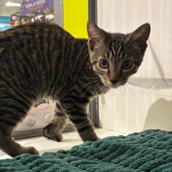 Tigger -  Domestic Short Hair Cat for Adoption in Temecula, California - Tigger | PetCurious
