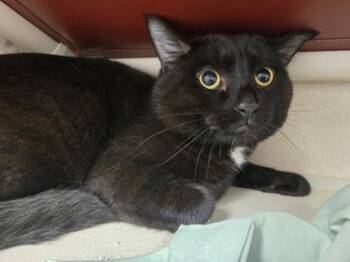 Onyx -  Domestic Short Hair Cat for Adoption in East Brookfield, Massachusetts - Onyx | PetCurious