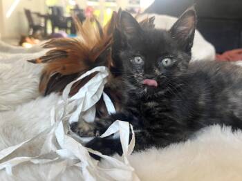 Tortoiseshell and Domestic Short Hair Cats Available for Adoption in Walnut Creek, California - Gravel | PetCurious