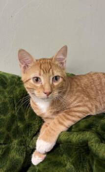 Neem -  Domestic Short Hair Cat for Adoption in Picayune, Mississippi - Neem | PetCurious