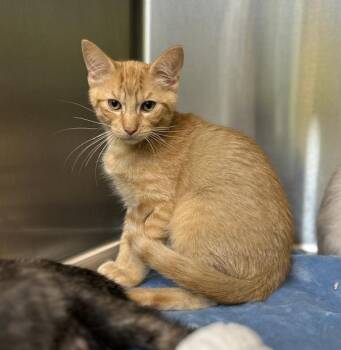 Peanut -  Domestic Short Hair Cat for Adoption in Sioux City, Iowa - Peanut | PetCurious