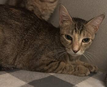 Rescue Domestic Short Hair Cats for Adoption in Mason City, Iowa - Magpie | PetCurious