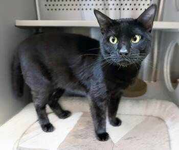 Calvin -  Domestic Short Hair Cat for Adoption in Nashville, Tennessee - Calvin | PetCurious