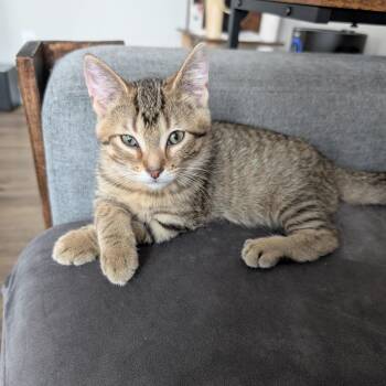 French Toast -  Domestic Short Hair Cat for Adoption in Mokena, Illinois - French Toast | PetCurious