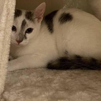 Cow -  Domestic Short Hair Cat for Adoption in Escondido, California - Cow | PetCurious