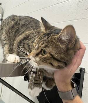 JOEY -  Domestic Short Hair Cat for Adoption in Indianapolis, Indiana - JOEY | PetCurious