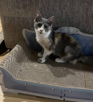 Poof -  Domestic Long Hair Cat for Adoption in Frisco, Texas - Poof | PetCurious