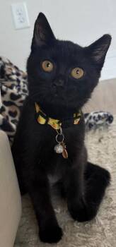 Inky -  Domestic Short Hair Cat for Adoption in Cape Coral, Florida - Inky | PetCurious