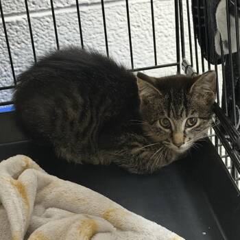Mary Shelley-Barn Cat -  Domestic Short Hair Cat for Adoption in Waterloo, Iowa - Mary Shelley-Barn Cat | PetCurious
