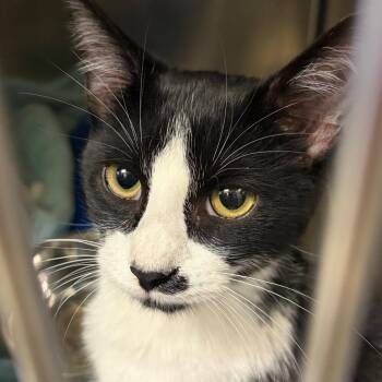 Domestic Short Hair Cats Available for Adoption - Allegro | PetCurious