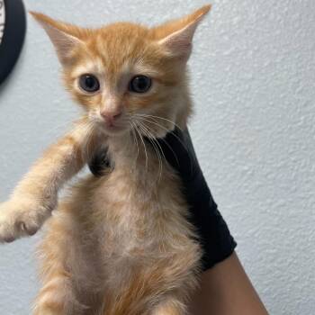 Domestic Short Hair Cats Available for Adoption in Riverside, California - Louis | PetCurious