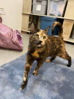 Hanna -  Domestic Short Hair Cat for Adoption in Hobart, Indiana - Hanna | PetCurious