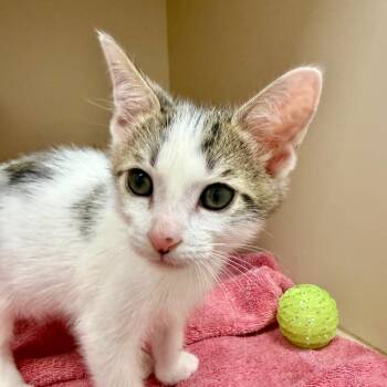Bernard -  Domestic Short Hair Cat for Adoption in Bradenton, Florida - Bernard | PetCurious