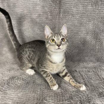 Domestic Short Hair Cats Available for Adoption in Social Circle, Georgia - Palm Harbor - Andrea | PetCurious