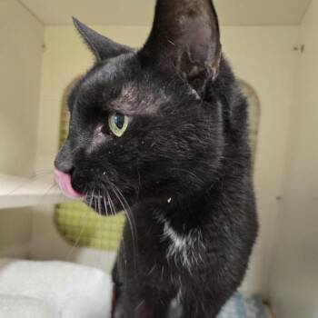 Chester -  Domestic Short Hair Cat for Adoption in La Plata, Maryland - Chester | PetCurious