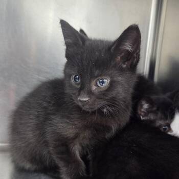 Simic -  Domestic Short Hair Cat for Adoption in Newark, New Jersey - Simic | PetCurious