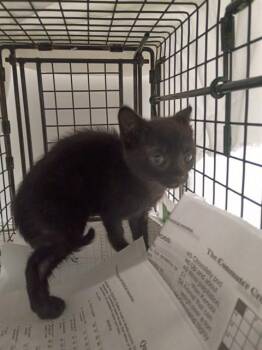 SHEEYA -  Domestic Short Hair Cat Available for Adoption in Fort Lauderdale, Florida - SHEEYA | PetCurious