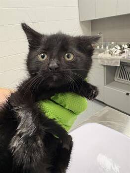 MILA -  Domestic Short Hair Cat for Adoption in Indianapolis, Indiana - MILA | PetCurious