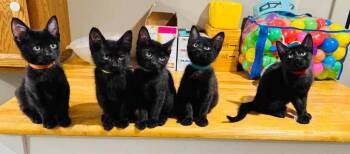 Rainier -  Domestic Short Hair Cat for Adoption in Lincoln, Nebraska - Rainier | PetCurious