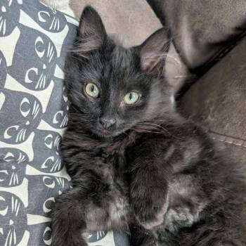 Domestic Long Hair Cats Available for Adoption - Krampus | PetCurious