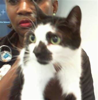 OREO -  Domestic Short Hair Cat for Adoption in Charlotte, North Carolina - OREO | PetCurious