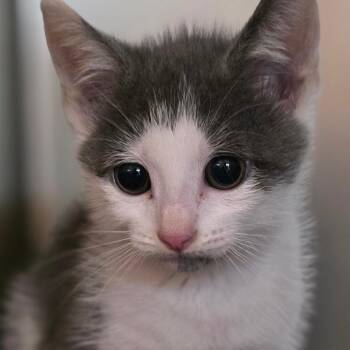 Domestic Short Hair Cats Available for Adoption in Buellton, California - Danny | PetCurious
