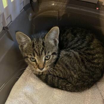 Fiona -  Domestic Short Hair Cat for Adoption in Lynchburg, Virginia - Fiona | PetCurious
