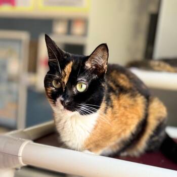 Domestic Short Hair Cats Available for Adoption in Auburn, Alabama - Copenhagen | PetCurious