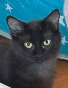 Domestic Short Hair Cats Available for Adoption in Webster City, Iowa - Yuki | PetCurious