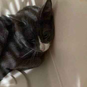 Doug -  Domestic Short Hair Cat for Adoption in Lake Havasu City, Arizona - Doug | PetCurious