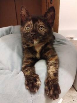 COLETTE -  Domestic Short Hair Cat Available for Adoption in Louisville, Kentucky - COLETTE | PetCurious