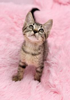 Rescue Tabby Cats for Adoption in Covington, Louisiana - Nutter Butter | PetCurious