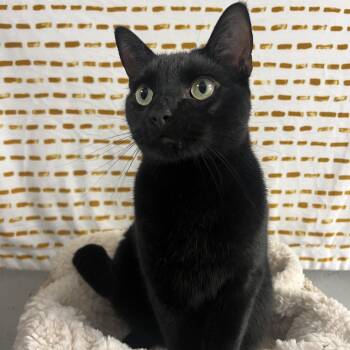 Oliver -  Domestic Short Hair Cat for Adoption in Puslinch, Ontario - Oliver | PetCurious